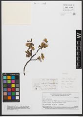 Foto von Salix waldsteiniana Willd.